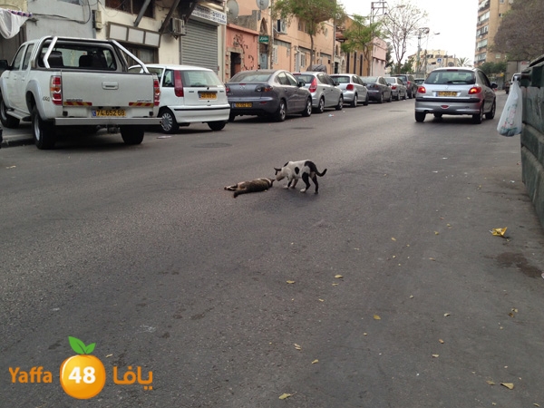 catinsheftyysraeal (2).JPG